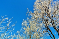 Cold Day 6（霧氷）