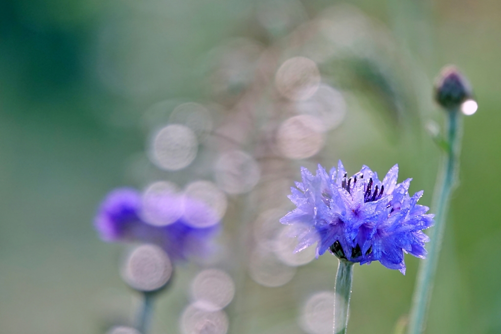 庭の花2019（ヤグルマソウ）