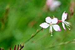 庭の花2020（ガウラ）