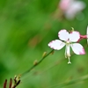 庭の花2020（ガウラ）