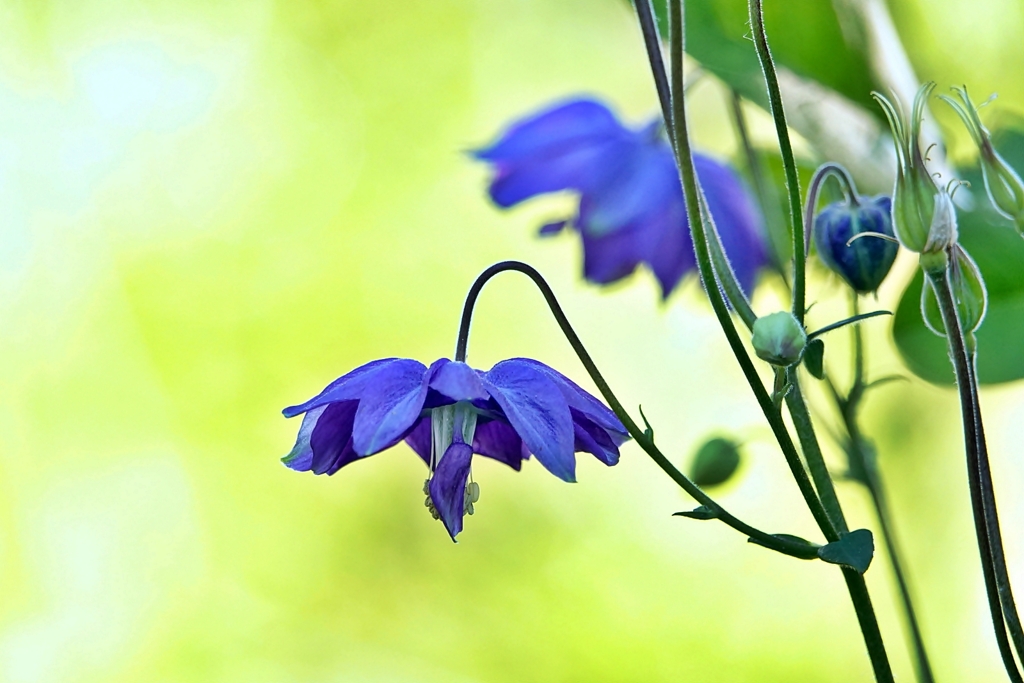 庭の花2021（オダマキ）