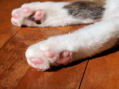 日向ぼっこ