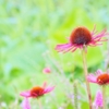 庭の花2021（エキナセア）