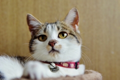なにかしら？