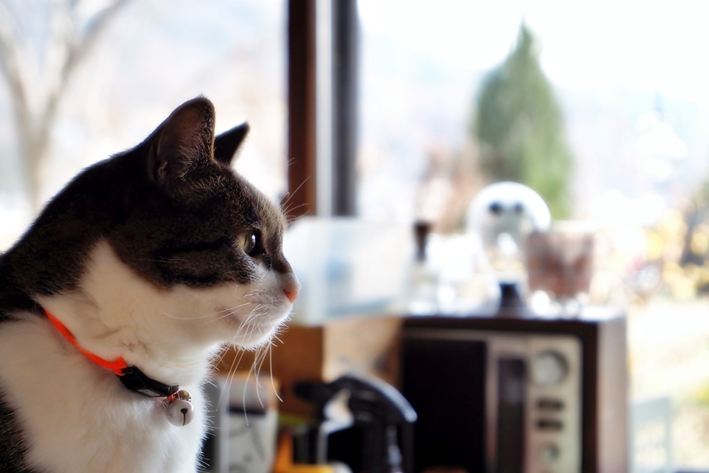 ジッと待つ