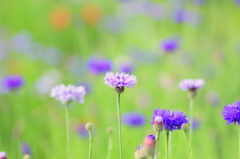 パステルな花畑