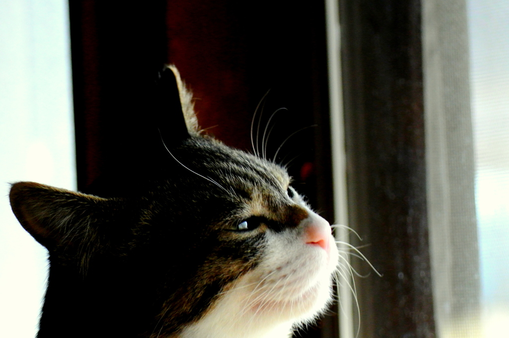 A morning face (sora)