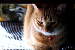 むくむくボーイ (fuu)