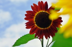 Good-bye, summer