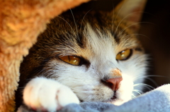 うつろ