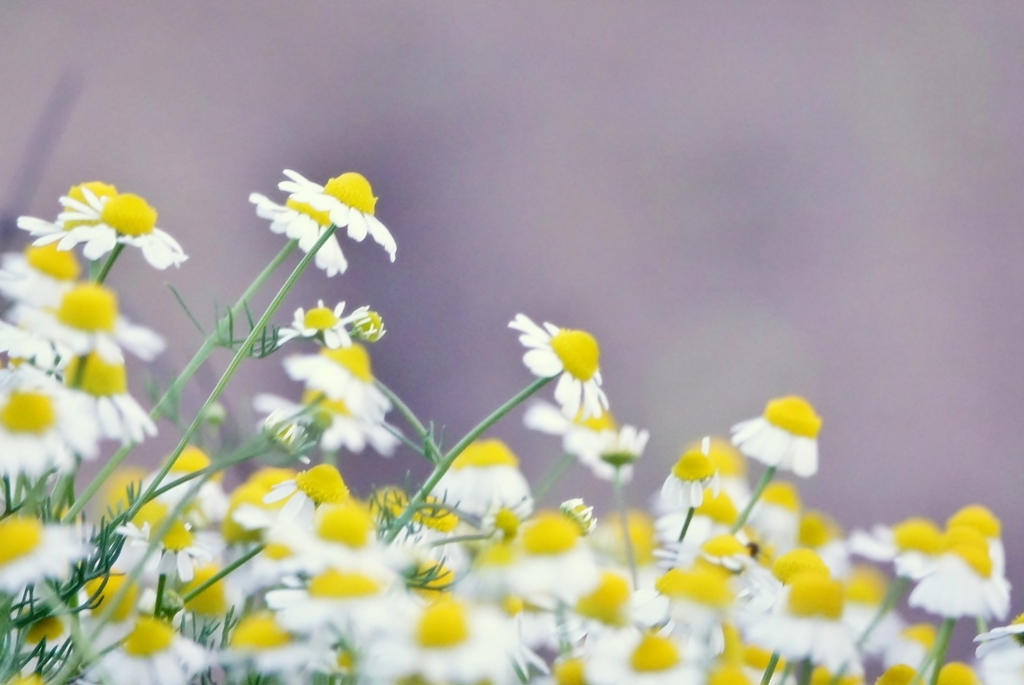 庭の花2019（カモミール）