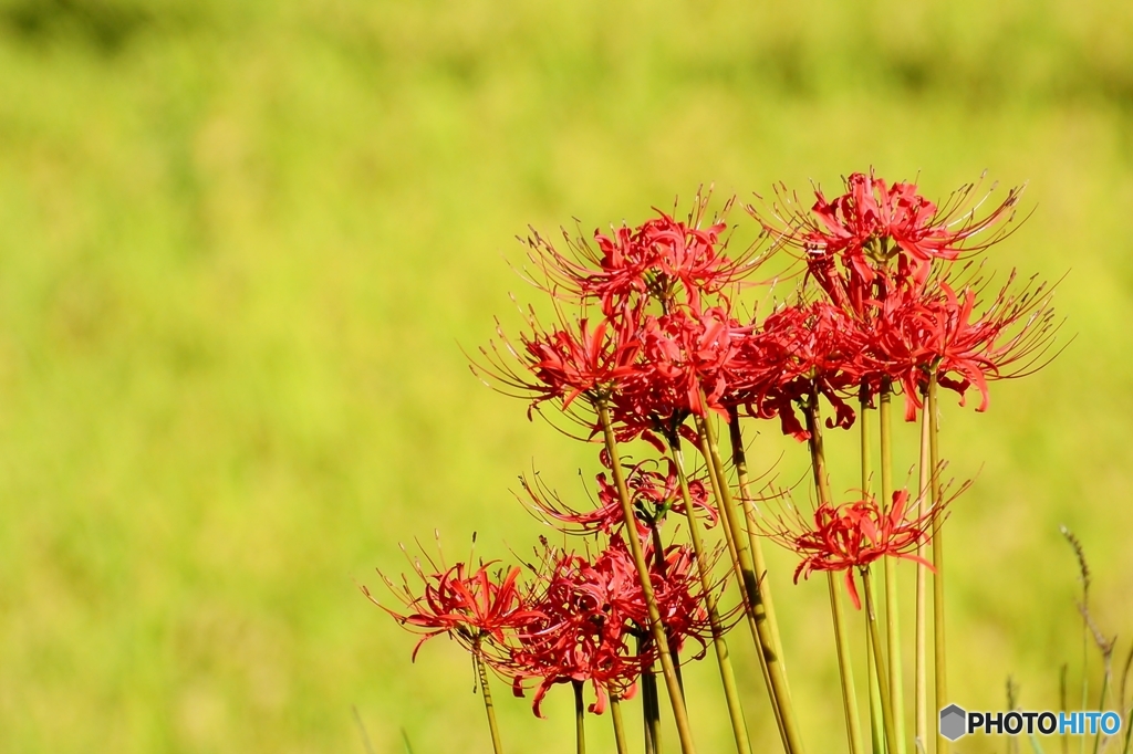 曼珠沙華