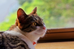 んにゃ？