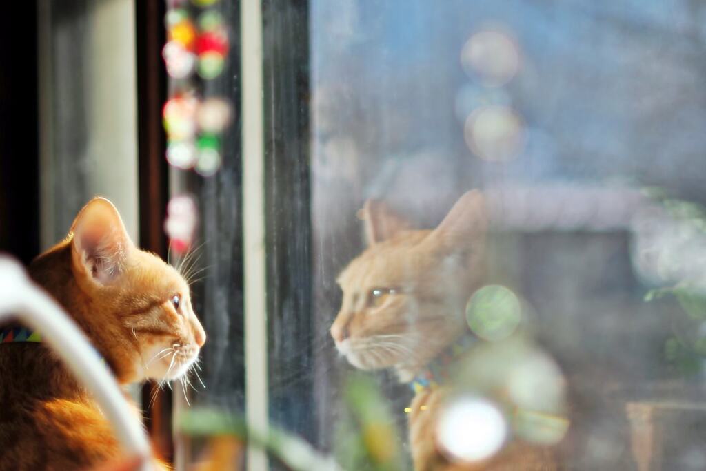 特等席（chata）