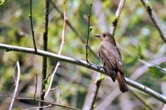 オオルリ♀