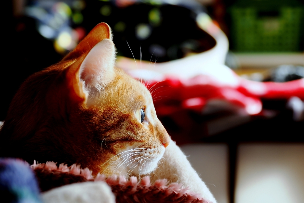 よこがお (chata)