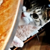 猫の日2019 (sora)