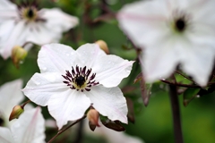 庭の花2025 (クレマチス)