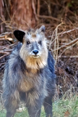 ニホンカモシカ (子)