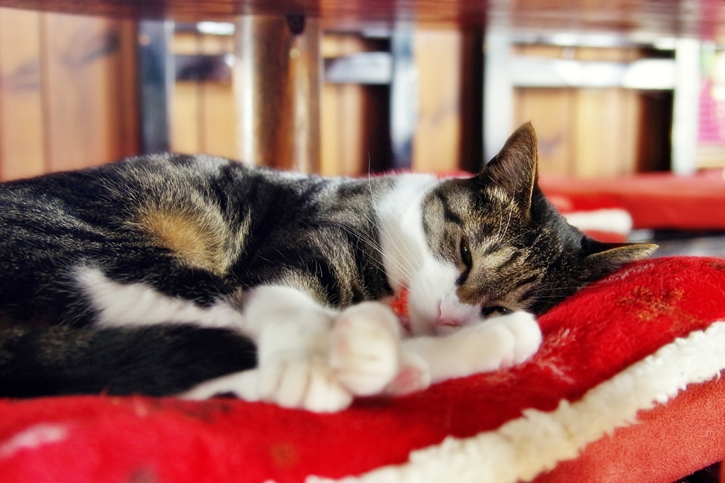猫の椅子 (sora)