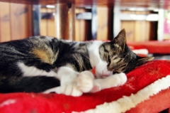 猫の椅子 (sora)