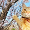 わが家のさくらと猫 (chata)