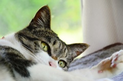 うんにゃ？