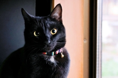 きょろろん (rai)