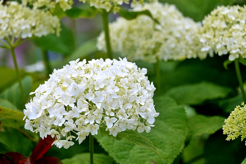 庭の花2020（アナベル）