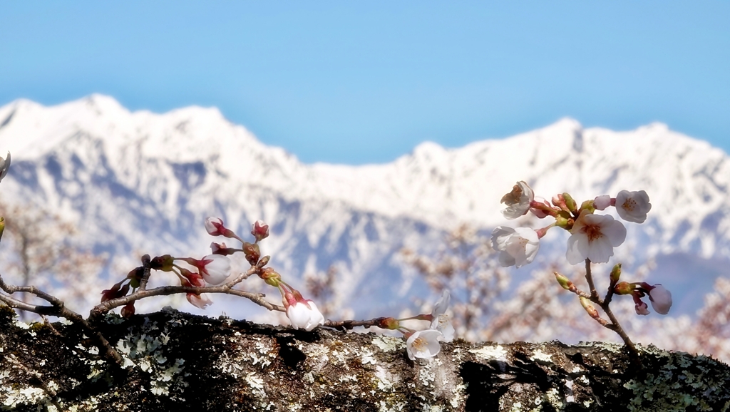 アルプスと桜