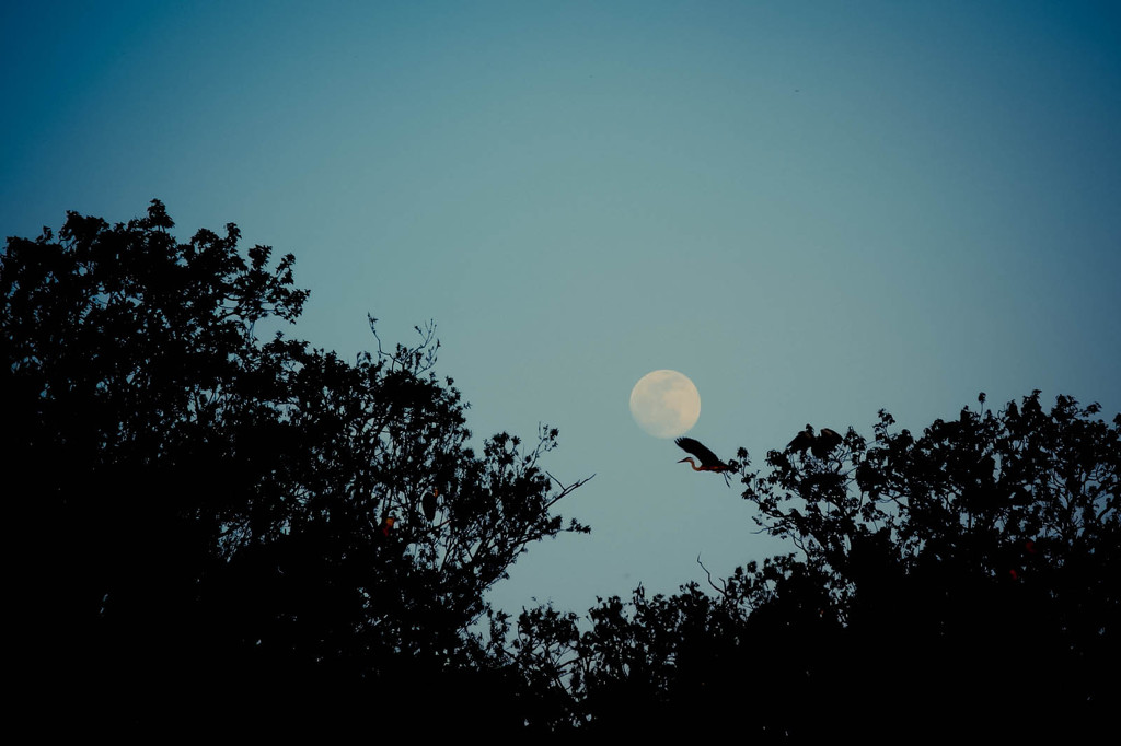 安曇野夕景（月と鷺）
