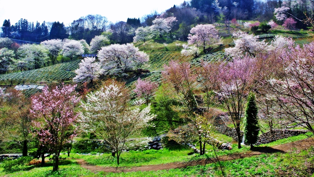 桜めぐり（陸郷夢の郷）