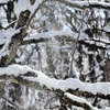 Snow Shower**