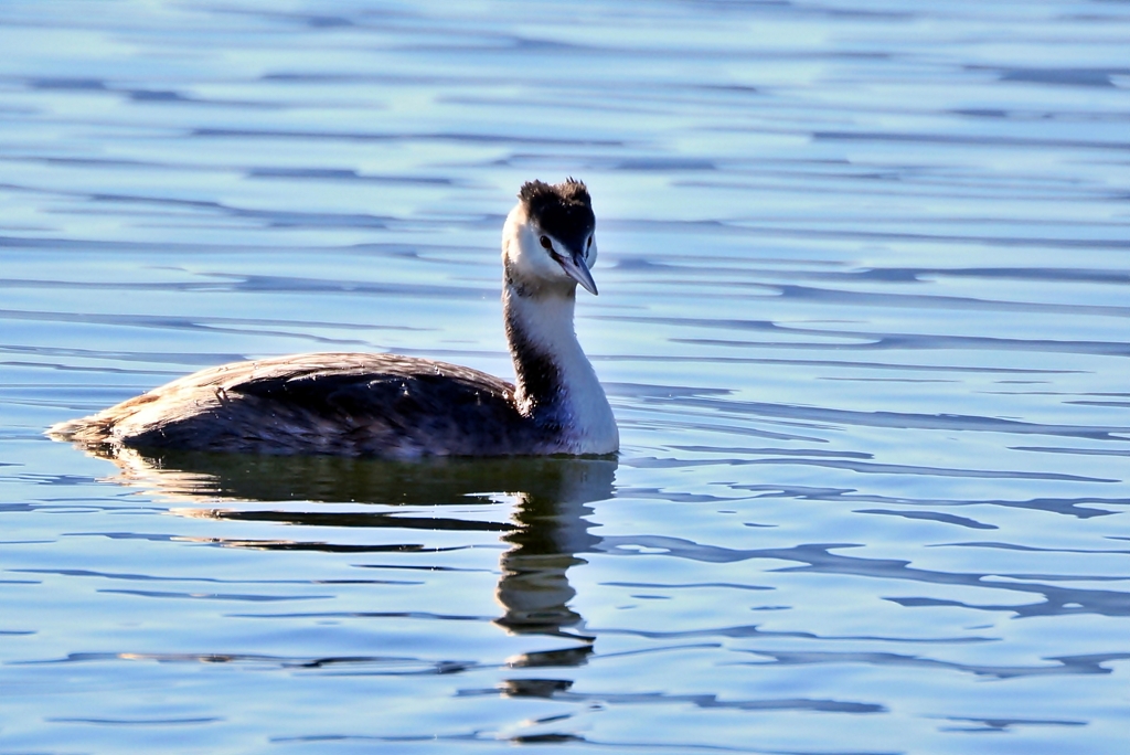 カンムリカイツブリ