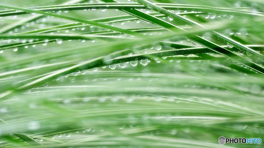 水玉