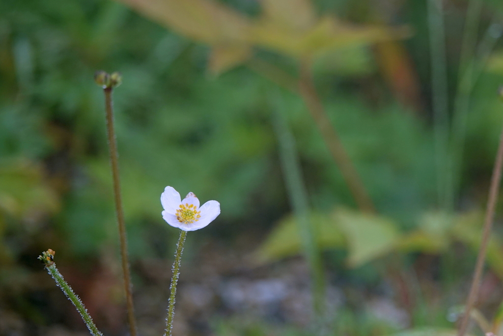 白馬五竜高山植物園（ハクサンイチゲ）