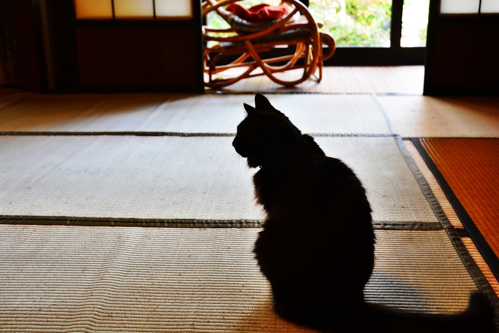 猫のいる日々(reo)
