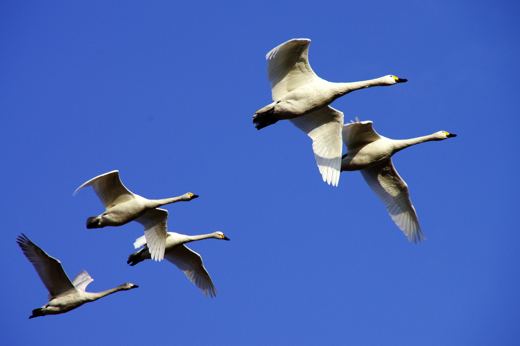 Formation