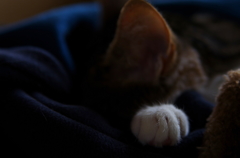 Hand (goma)