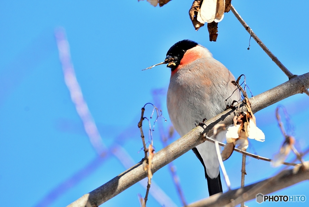 ウソ♂