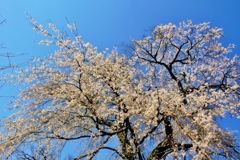 桜めぐり（成就院来鳳枝垂桜）