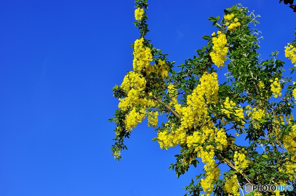 庭の花　（キングサリ）