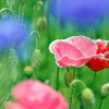 庭の花2020（ポピー）
