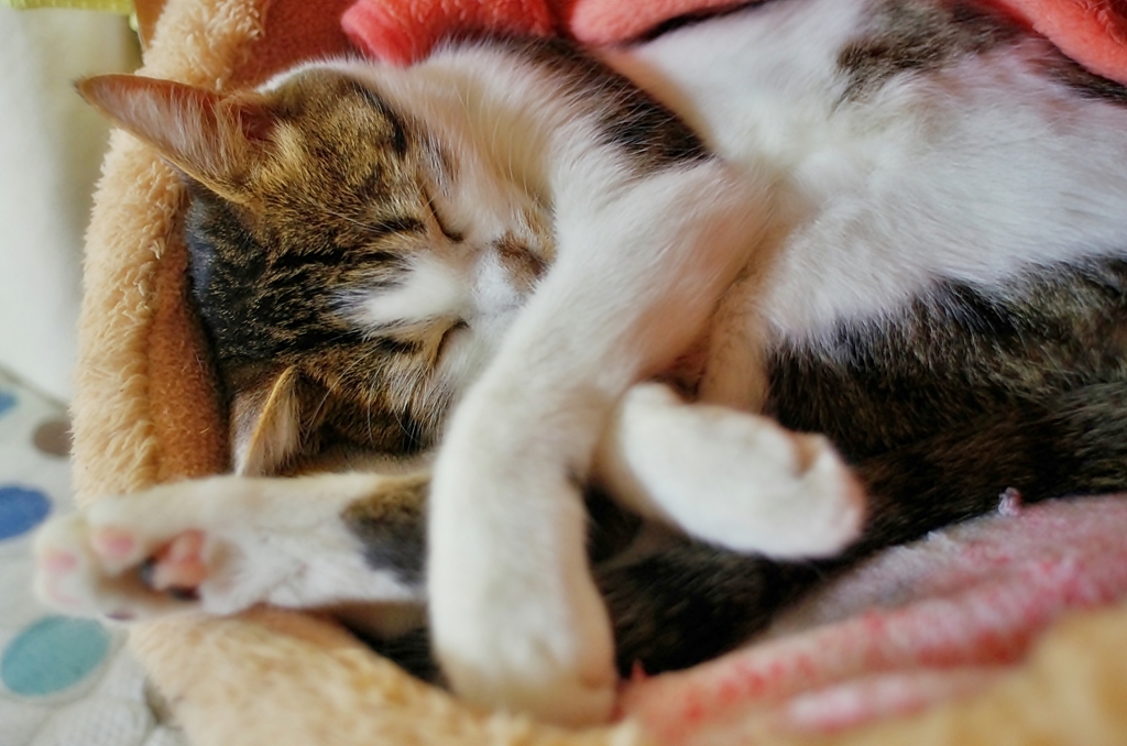 眠り姫