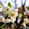 庭の花（スモモ）