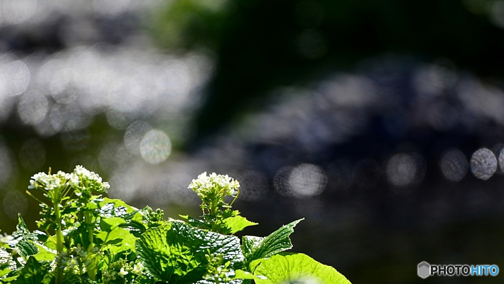 わさびの花