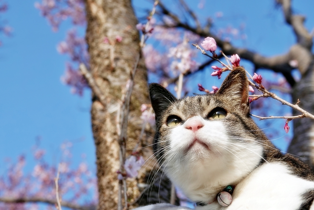 わが家のさくらと猫 (sora)