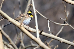 ミヤマホオジロ♂