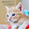仔猫 (chata)