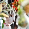 猫の日2019 (goma)